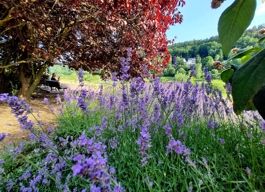An der Elbe bei Bad Schandau